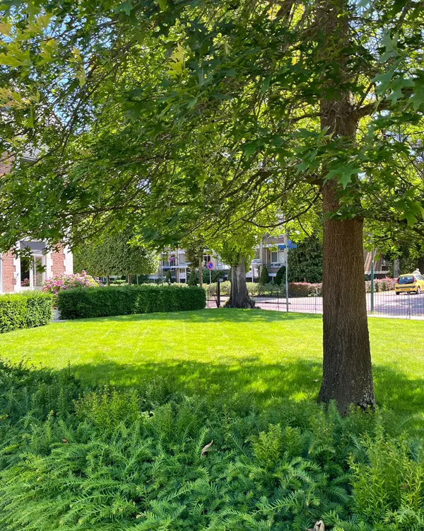 Groen plantsoen met oude bomen in een woonwijk in Baarn
