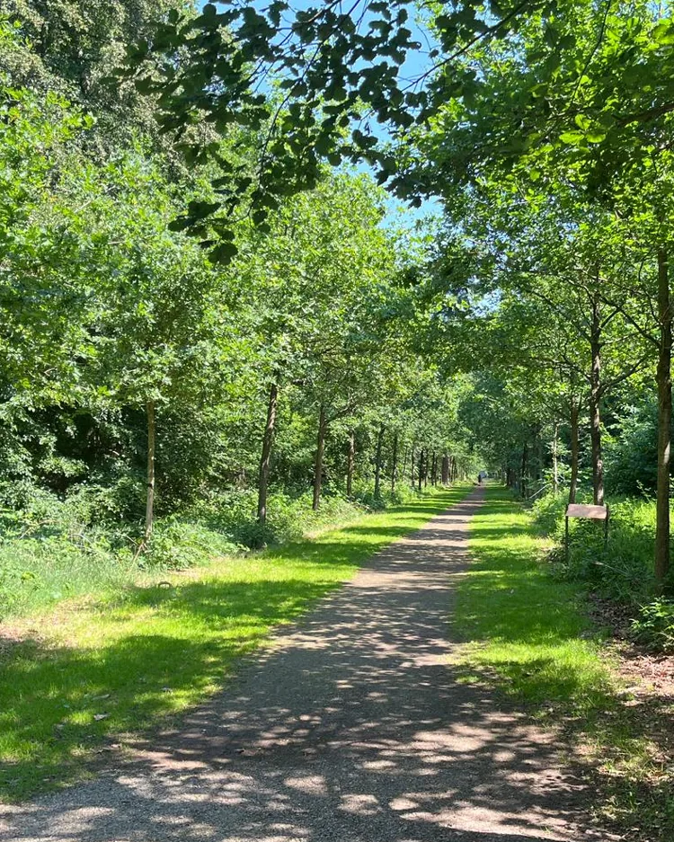 Bospad op de Utrechtse Heuvelrug bij Driebergen-Rijsenburg